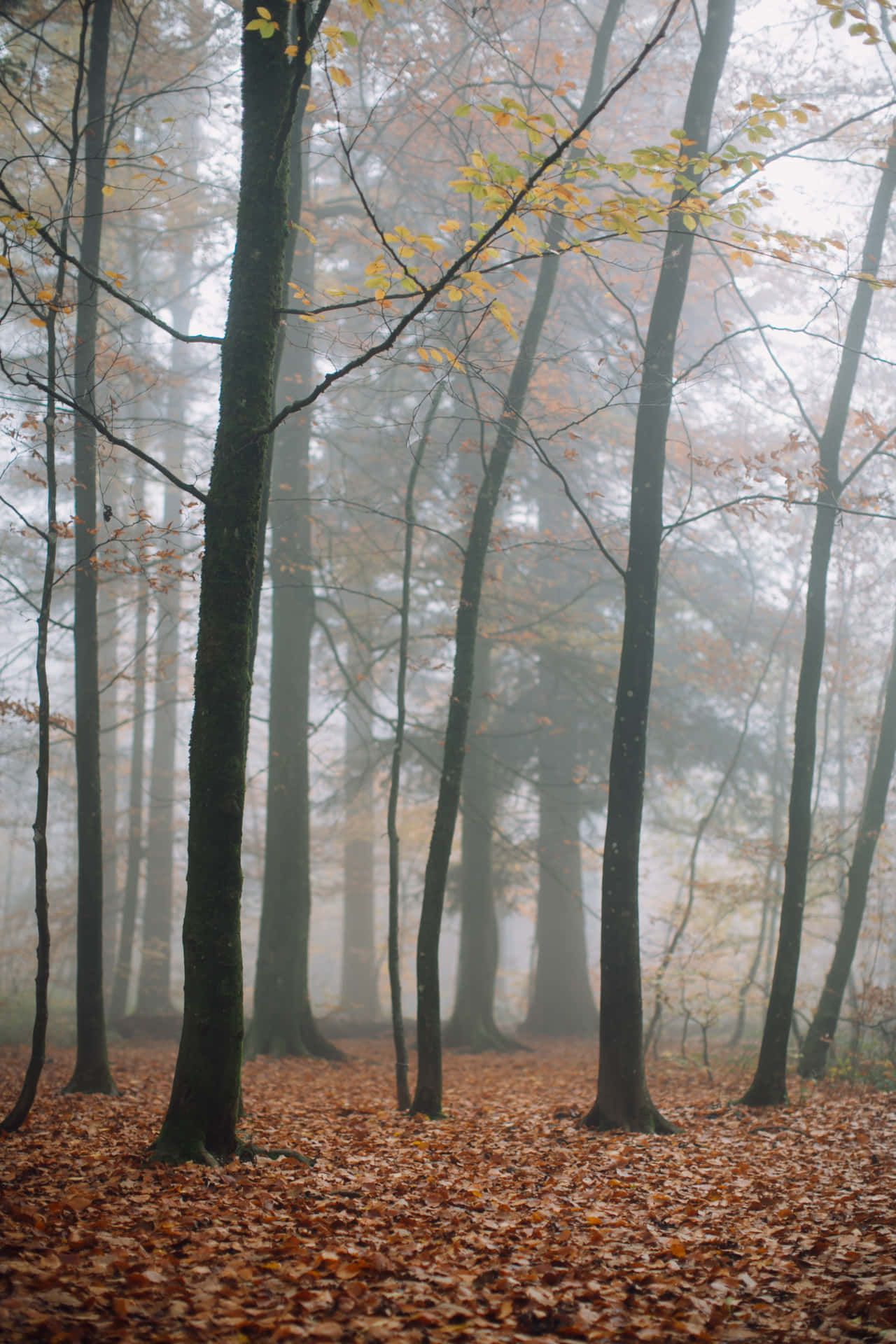 Enchanting Fall Fog in Mystical Forest Wallpaper