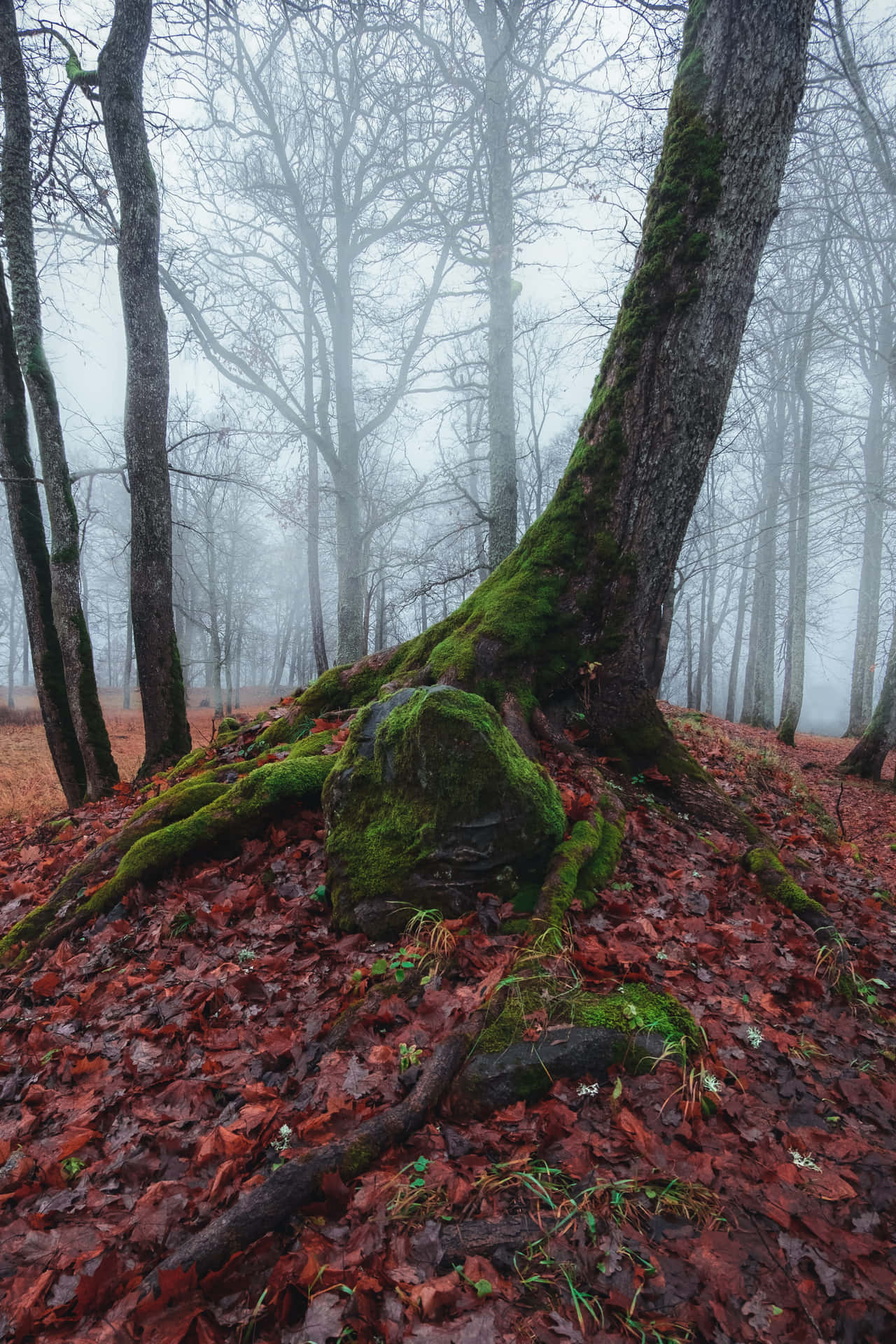 Enchanting Fall Fog scene in the forest Wallpaper