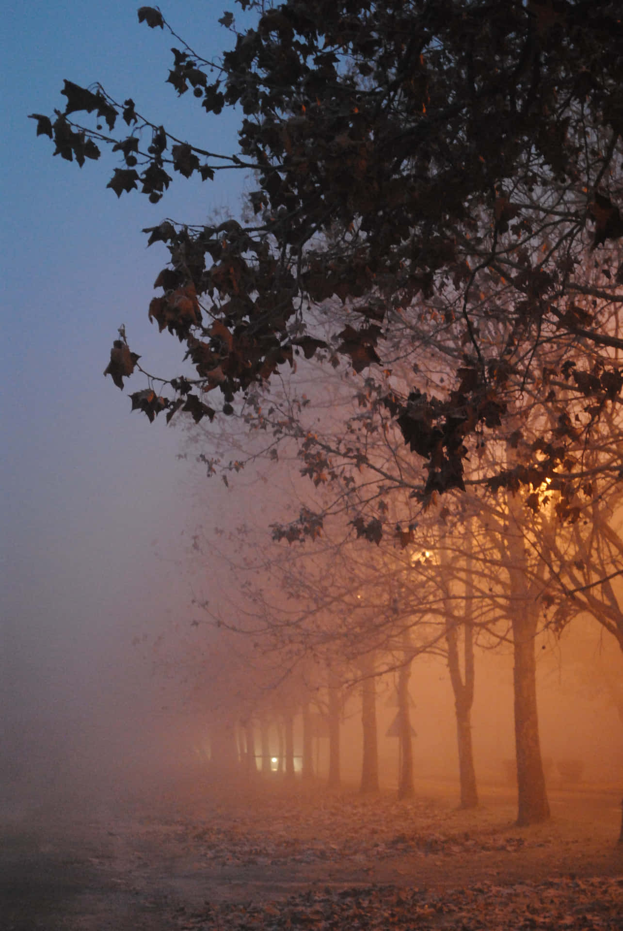 Betoverende Herfst Mist In Een Bos Achtergrond