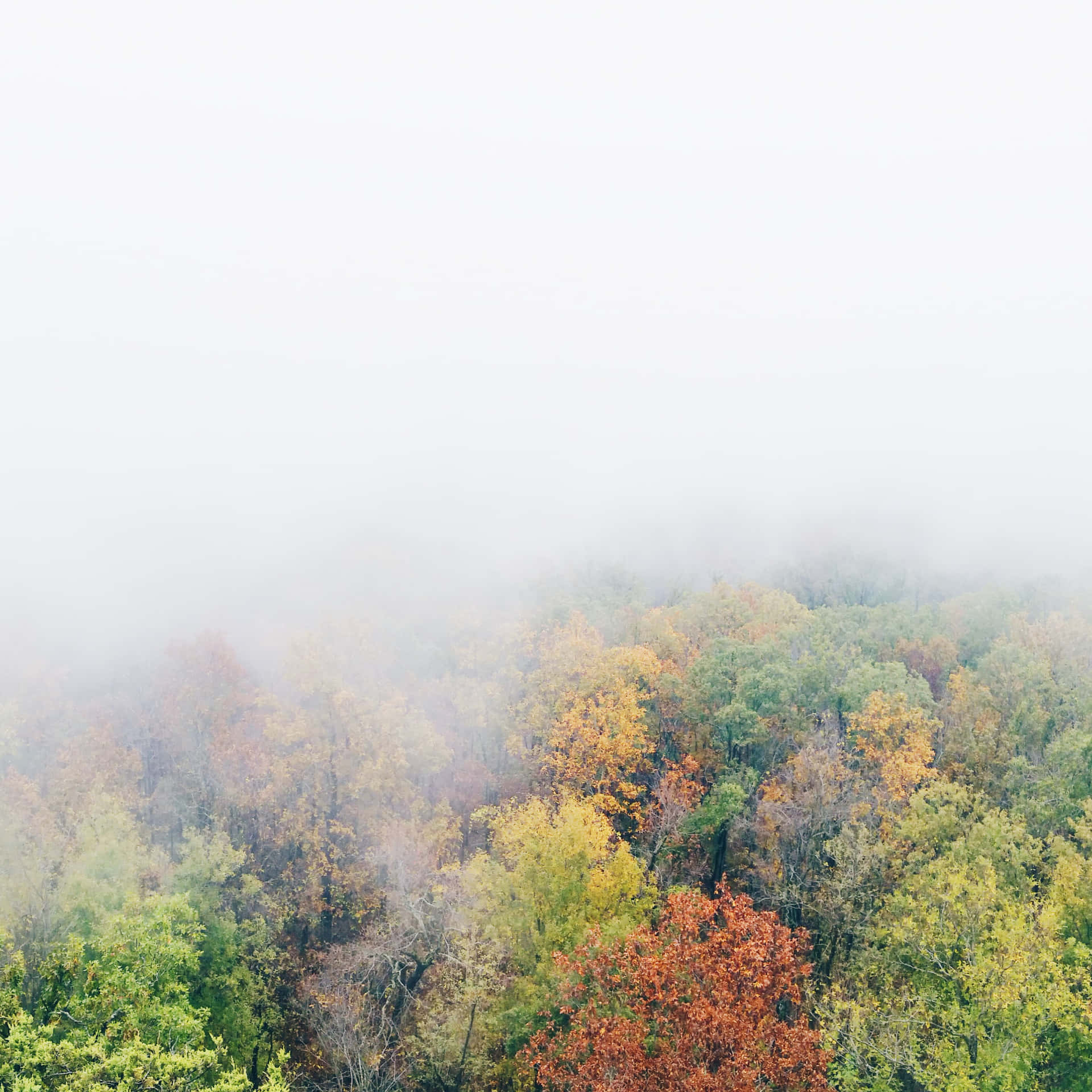 A serene autumn landscape shrouded in fog Wallpaper