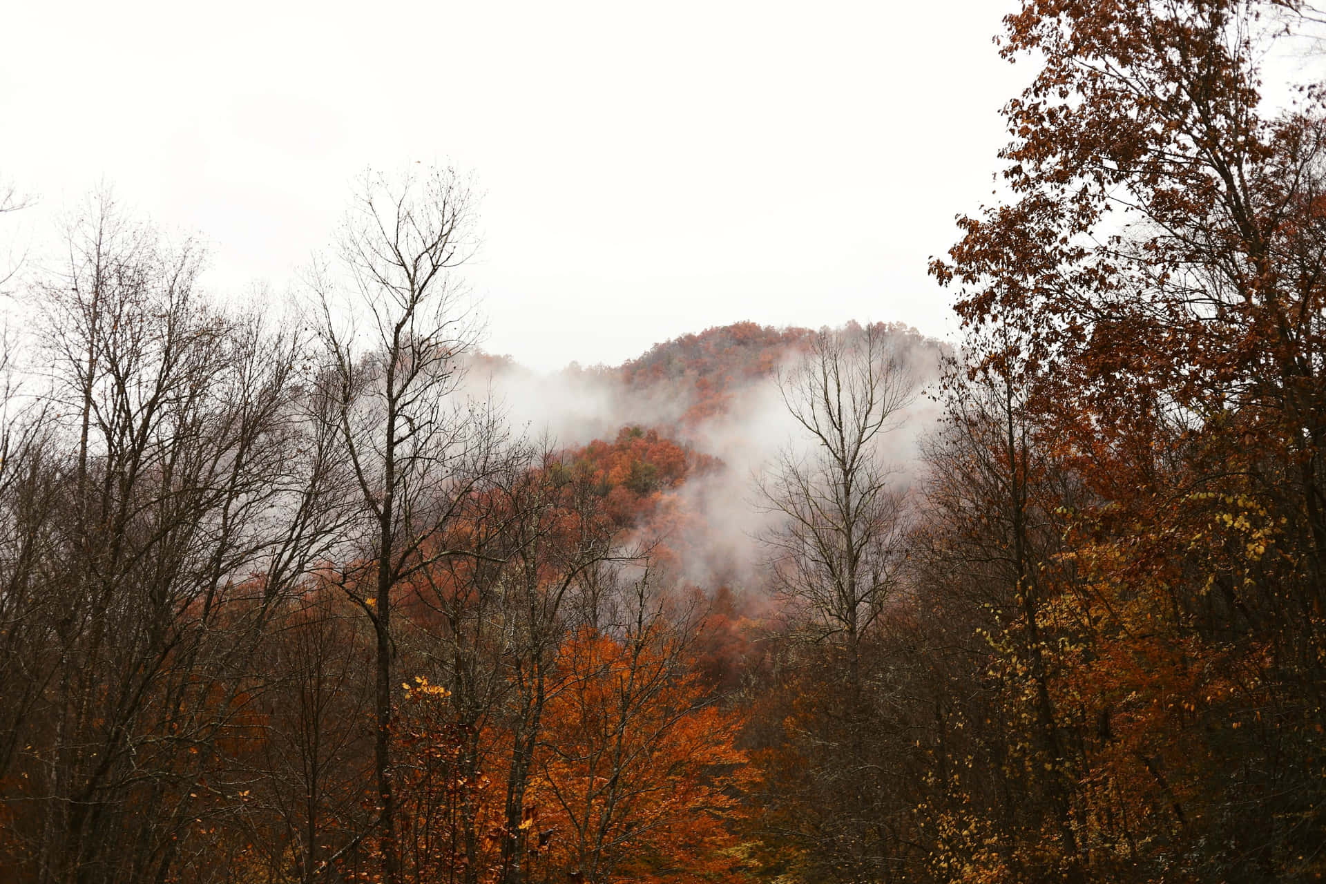 Enchanting Fall Fog in the Forest Wallpaper