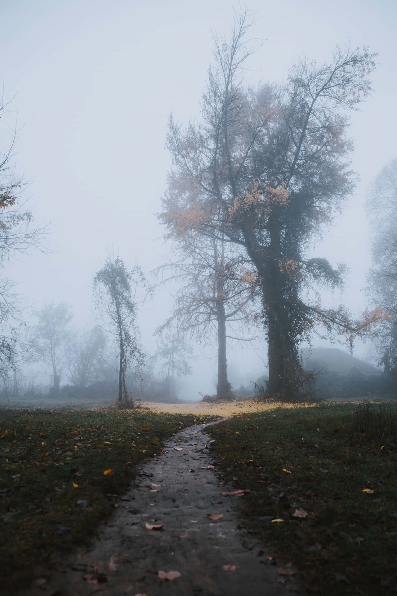 Enchanting Fall Fog Landscape Wallpaper