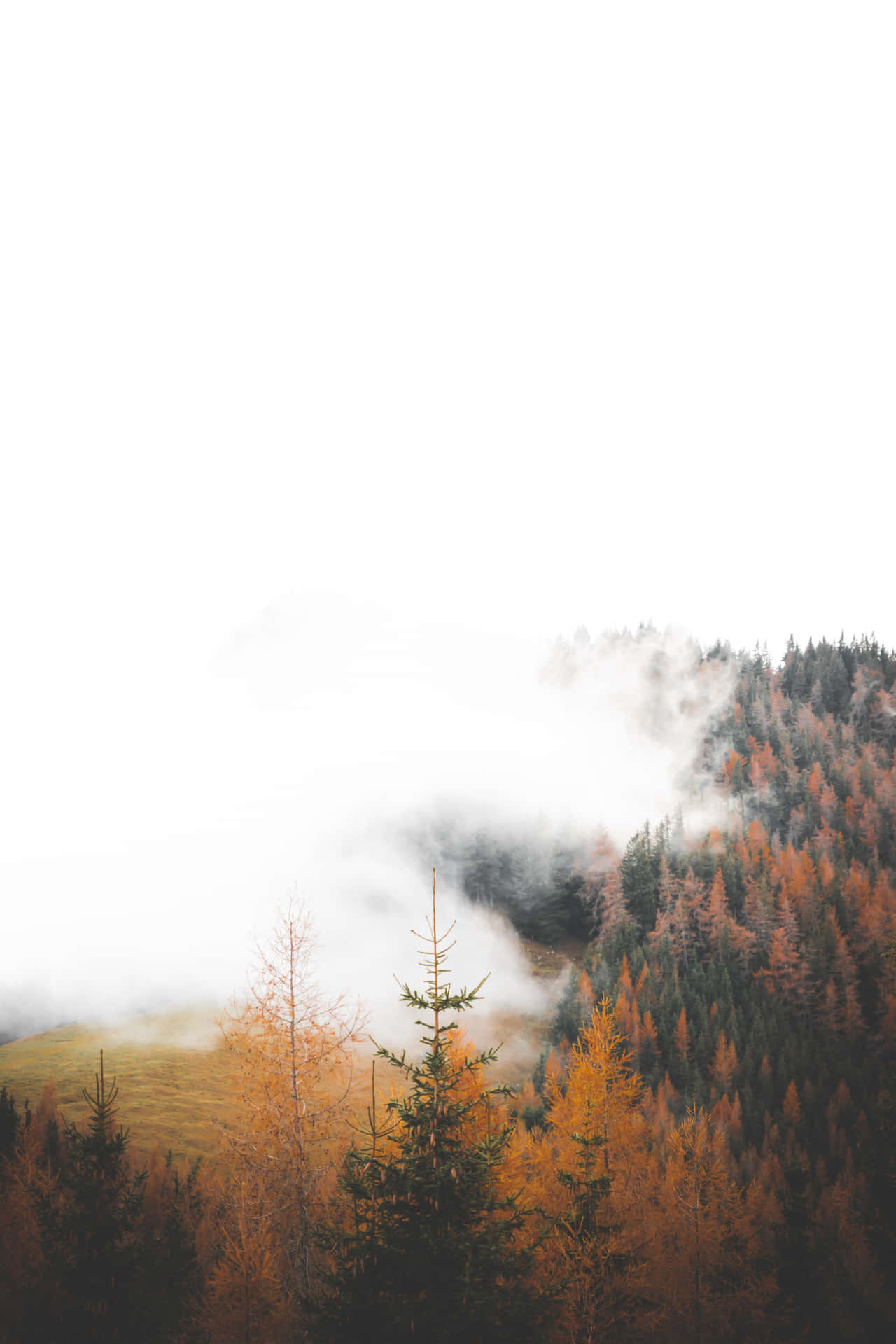 Enchanting Forest in Autumn Fog Wallpaper