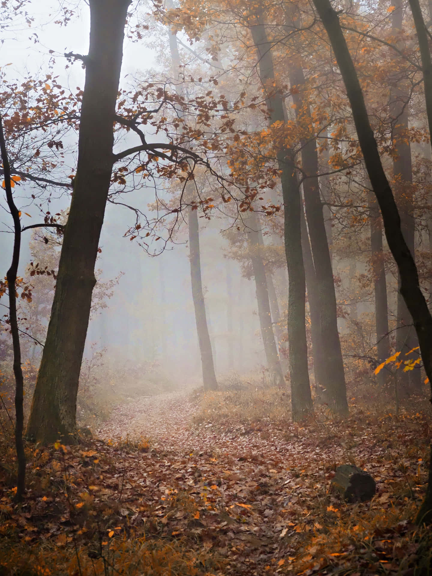 Mysterious Fall Fog in the Forest Wallpaper