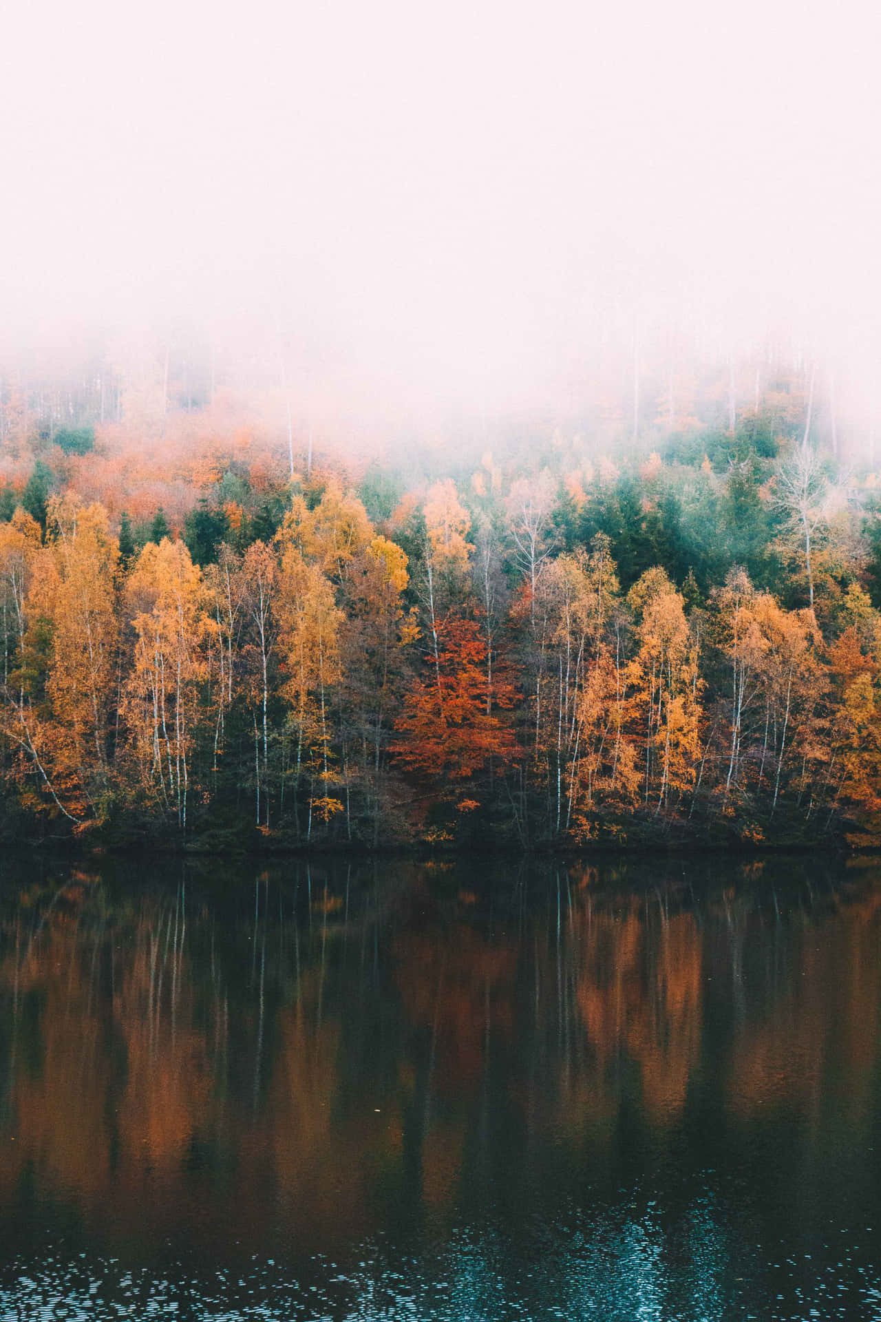 Fall Fog - A Magical Forest Scene Wallpaper