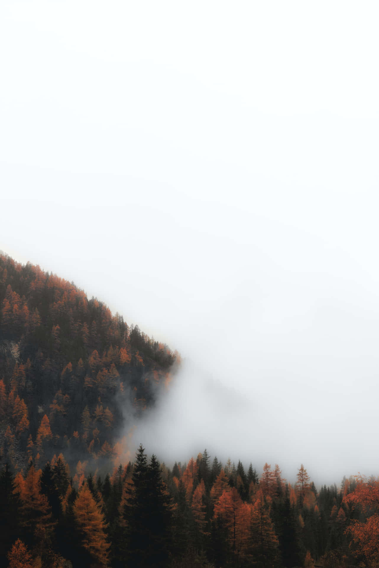 Enchanting Fall Fog in the Forest Wallpaper