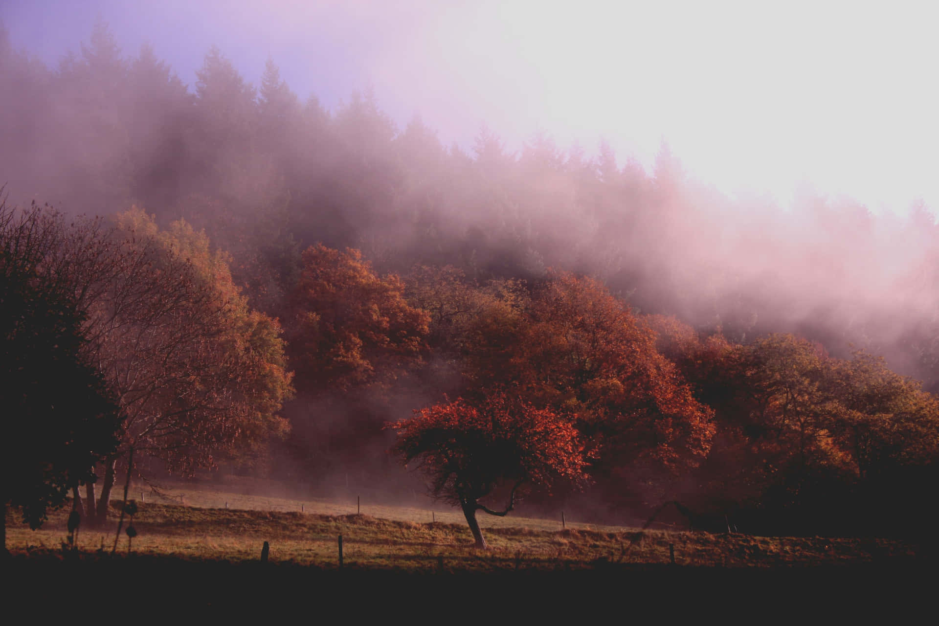 Caption: Enchanting Fall Fog in the Forest Wallpaper