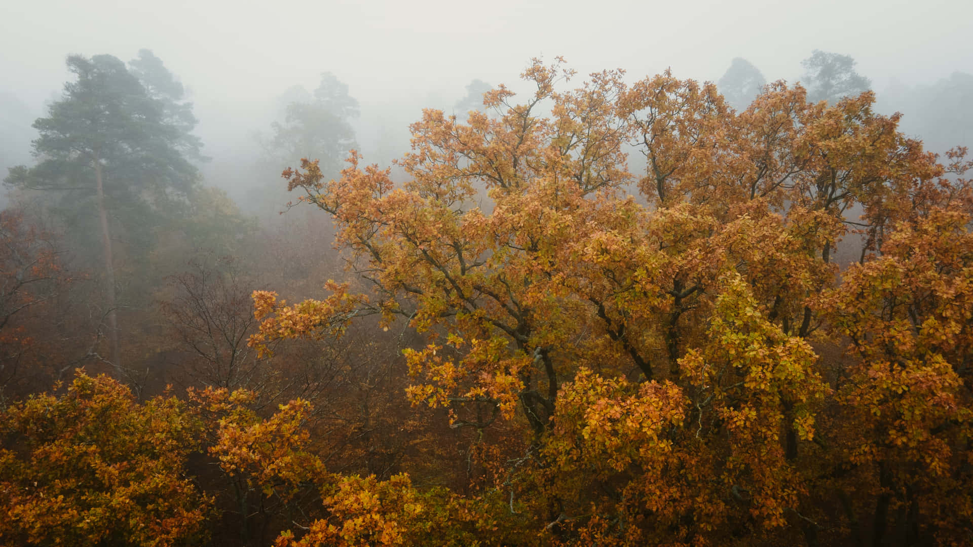 "Fall Fog: Scenic Autumn Landscape with Golden Trees and Mist" Wallpaper