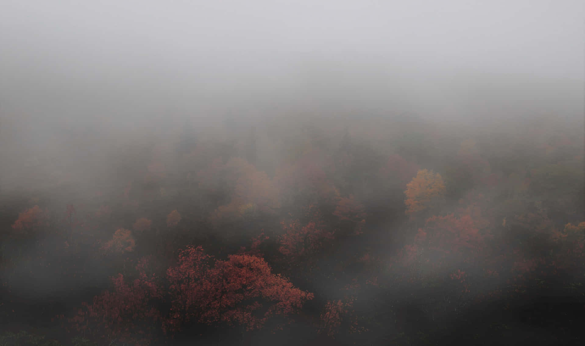 Enchanting Fall Fog in a Tranquil Forest Wallpaper