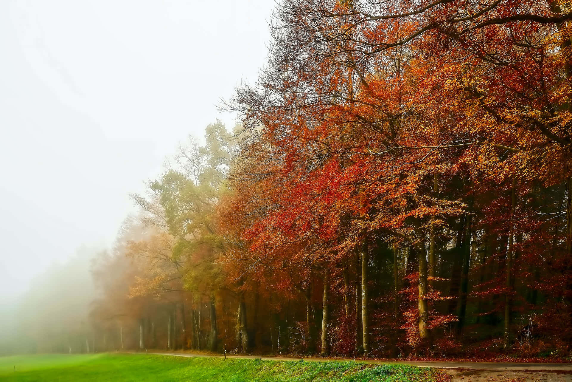 Enchanting Fall Fog in a Forest Landscape Wallpaper