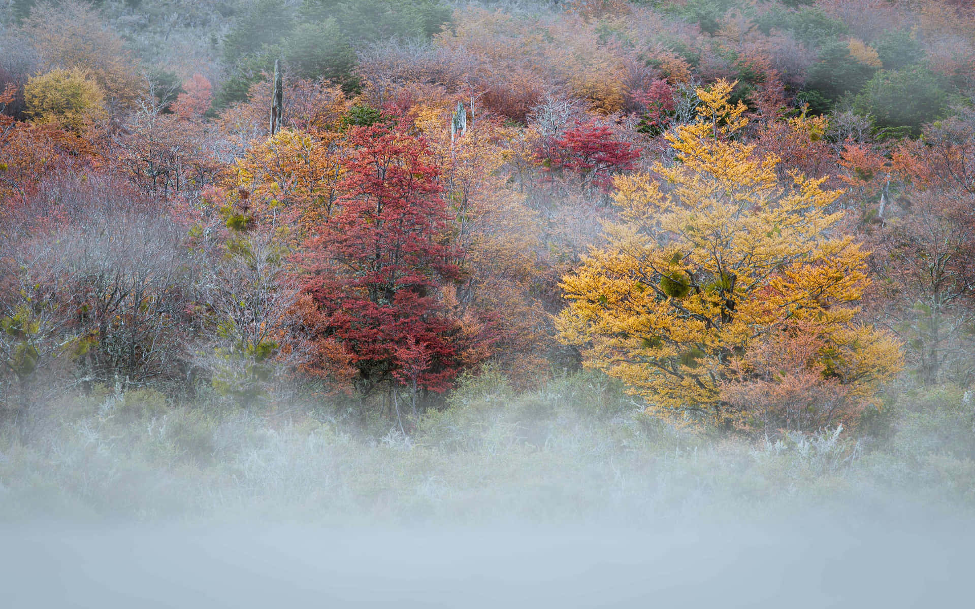 Misty Autumn Forest Scenery Wallpaper
