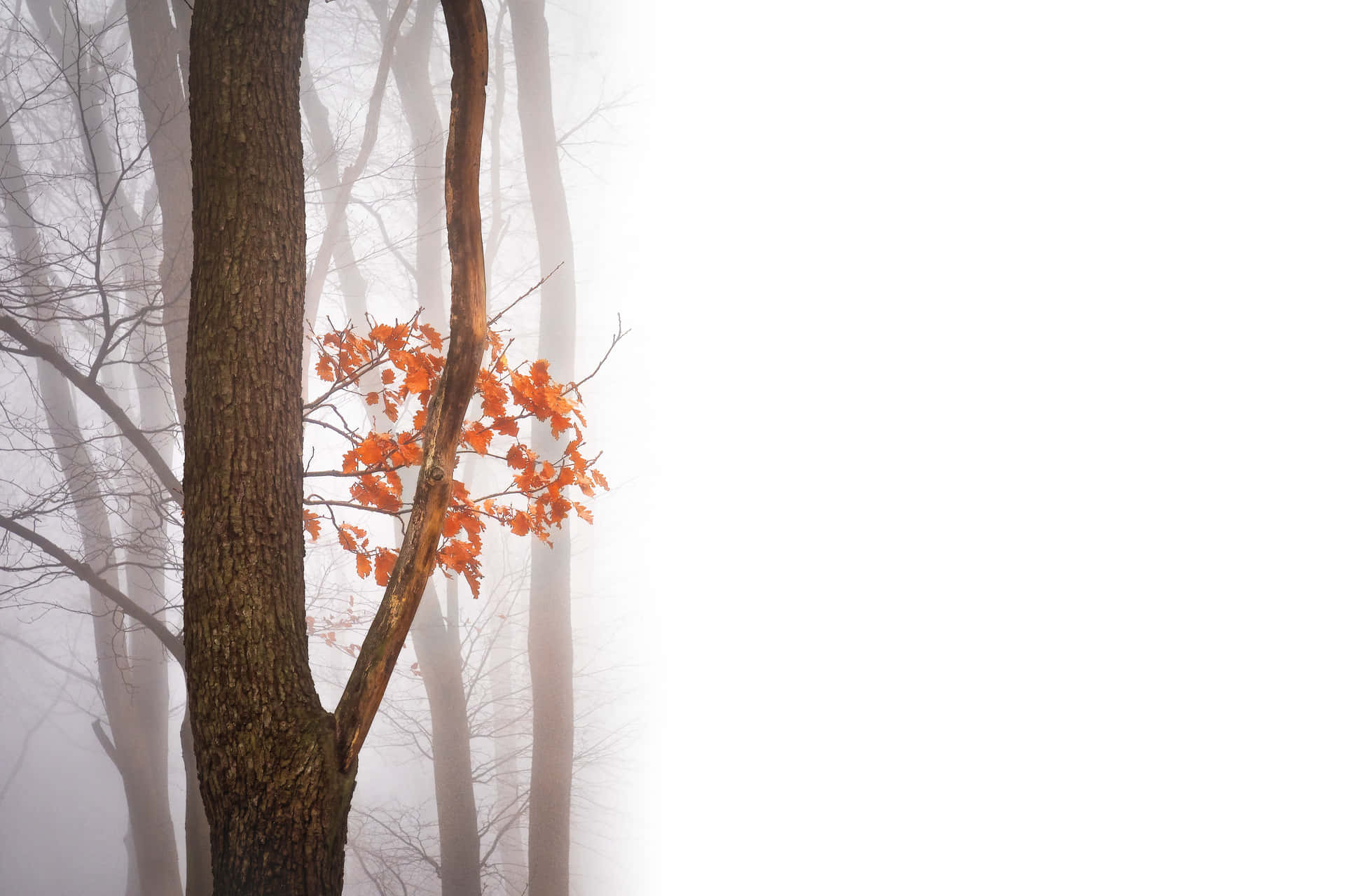 Fall Fog in a Serene Forest Wallpaper