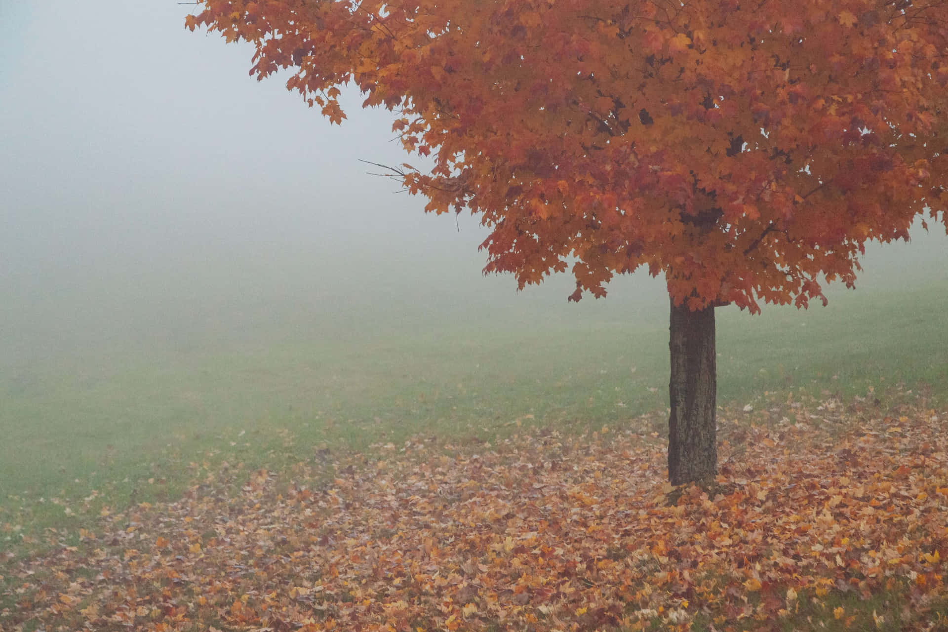 Enchanting Fall Fog in a Dense Forest Wallpaper