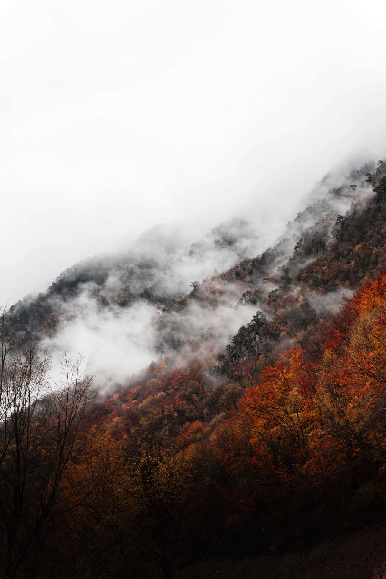 Enchanting Fall Fog in a Serene Forest Wallpaper