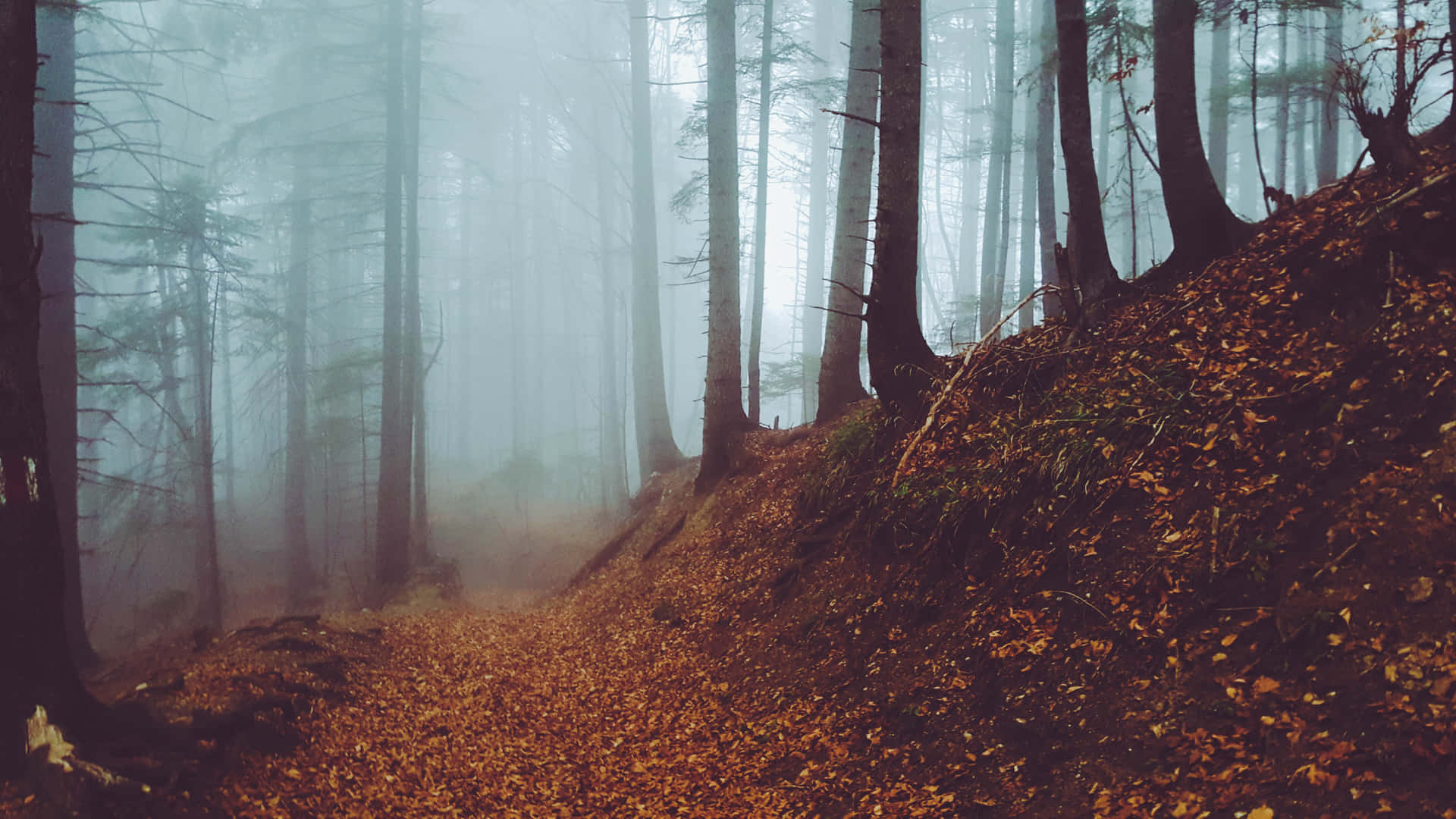 Enchanting Fall Fog Over a Forest Wallpaper