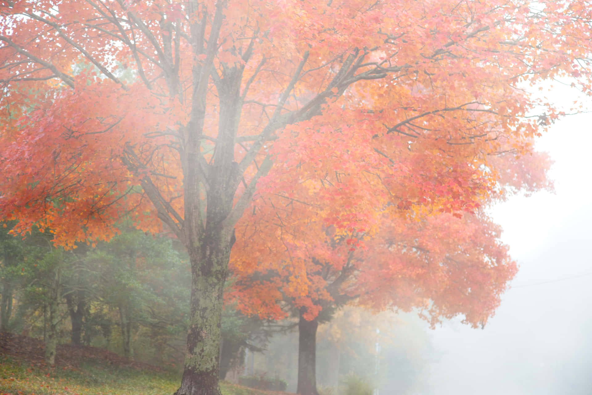 Enchanting Fall Fog in the Forest Wallpaper