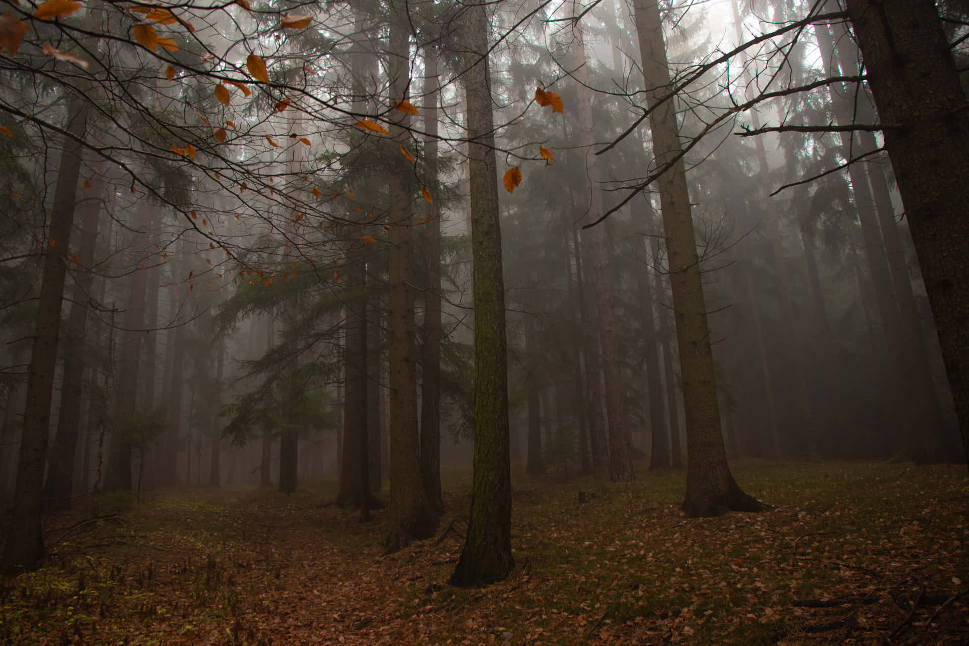 Betoverende Herfstmist In Het Bos Achtergrond