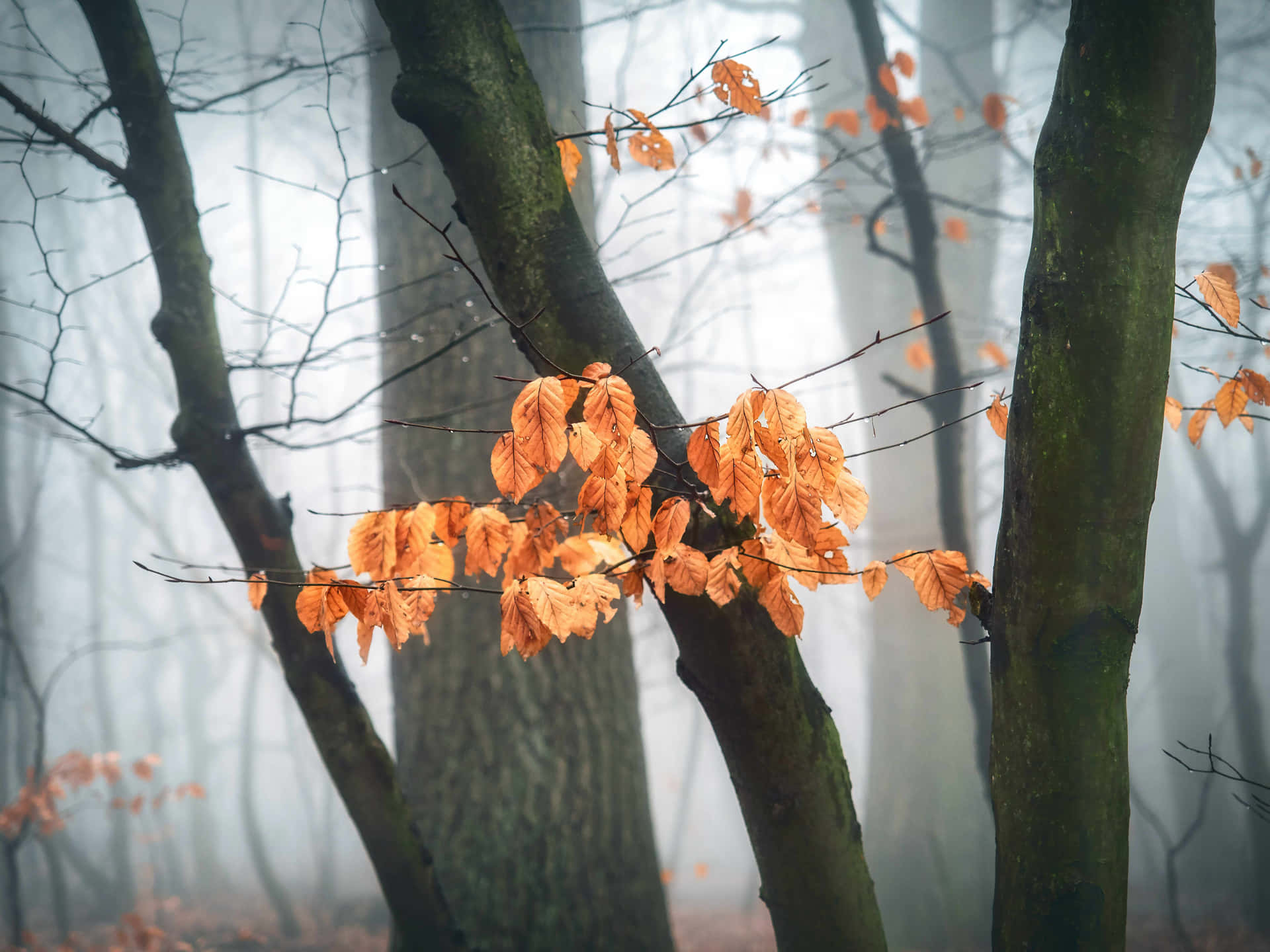 A mesmerizing blanket of fog enveloping a colorful autumn forest Wallpaper