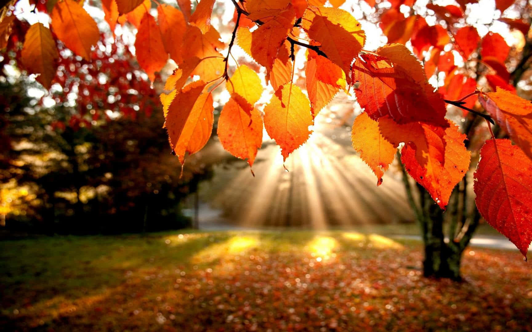 Captivating Fall Foliage Scenery Wallpaper