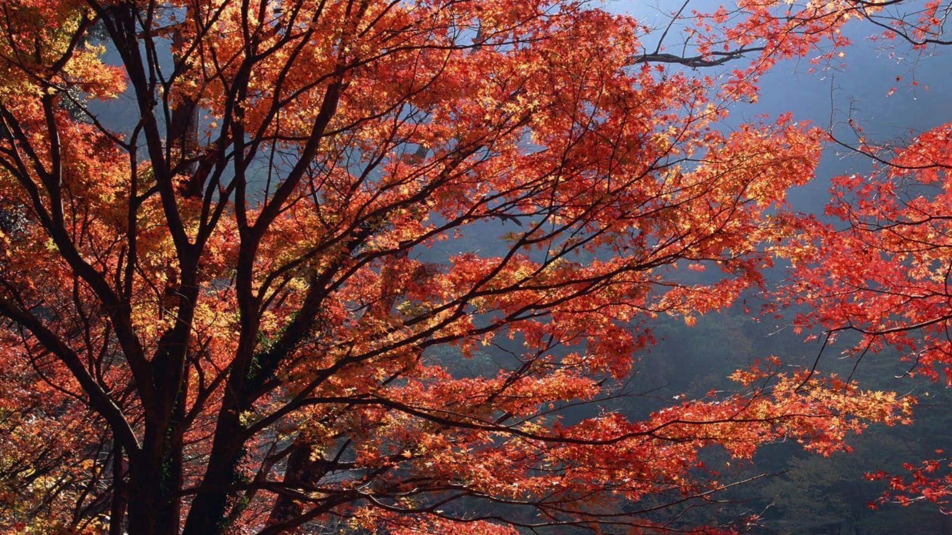 Vibrant Fall Foliage in the Forest Wallpaper