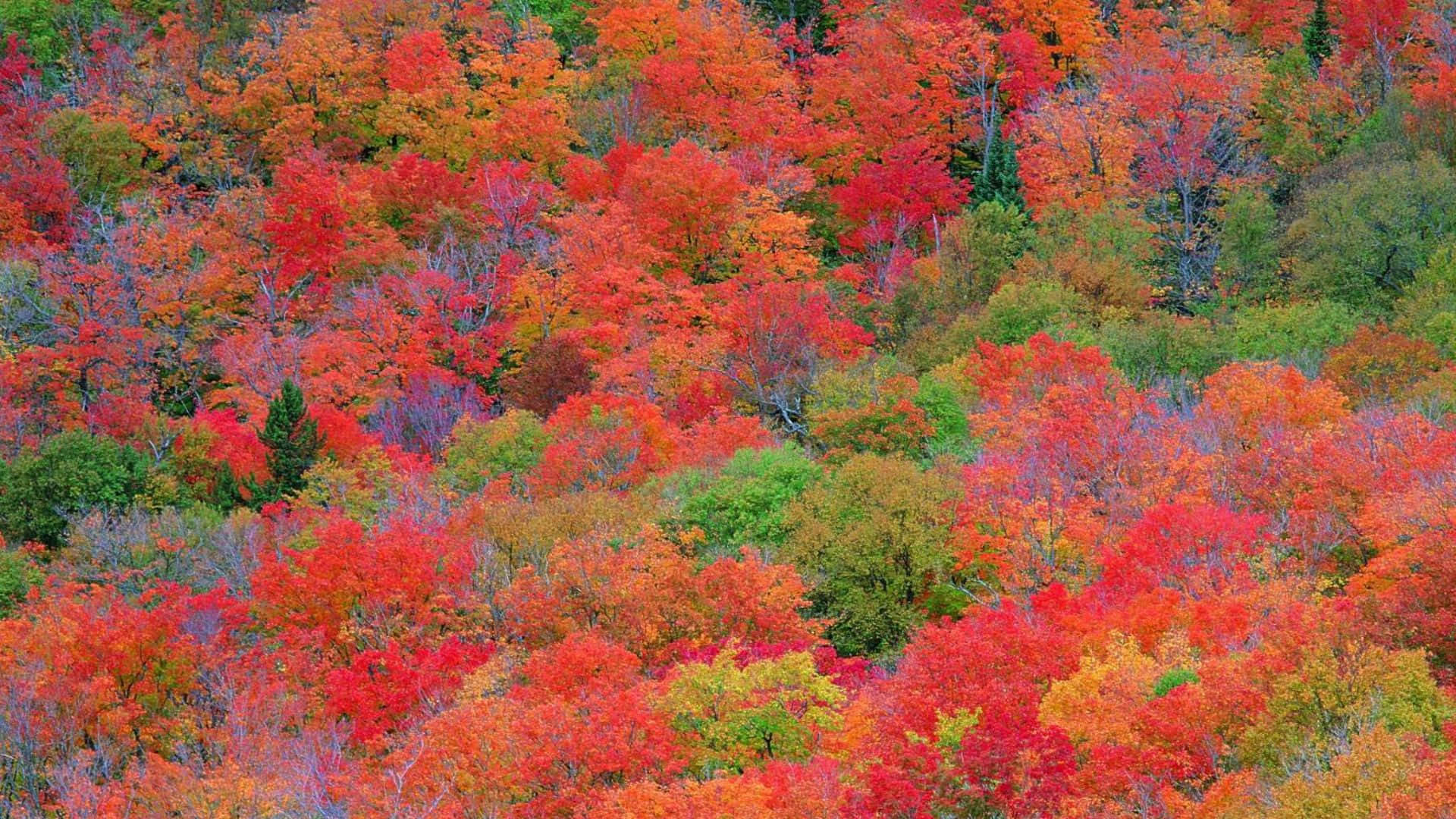 Enchanting Fall Foliage Scenery Wallpaper