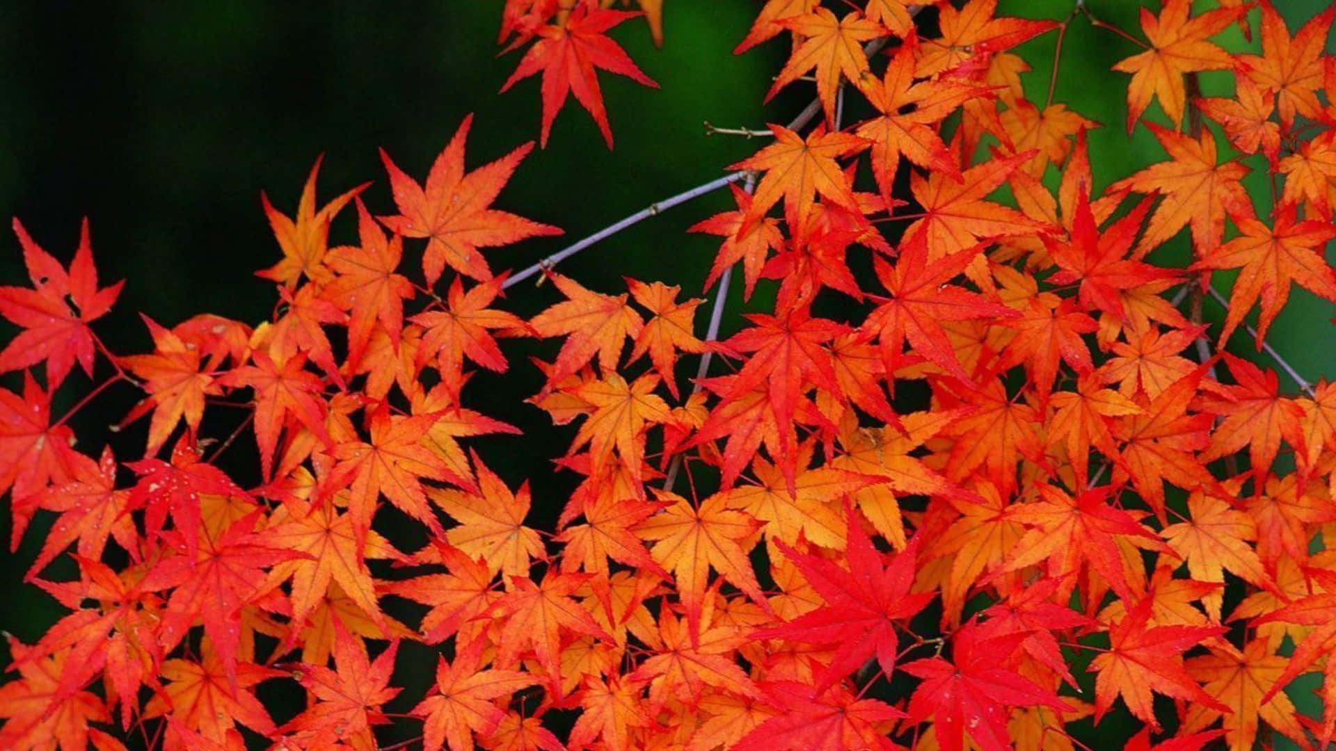 Vibrant Fall Foliage on a Scenic Mountain Road Wallpaper