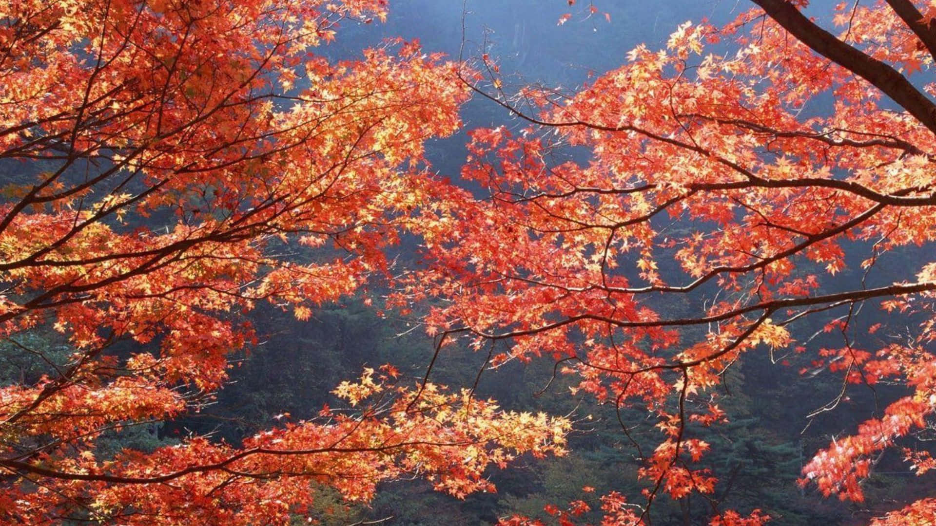 Vibrant Fall Foliage in the Forest Wallpaper