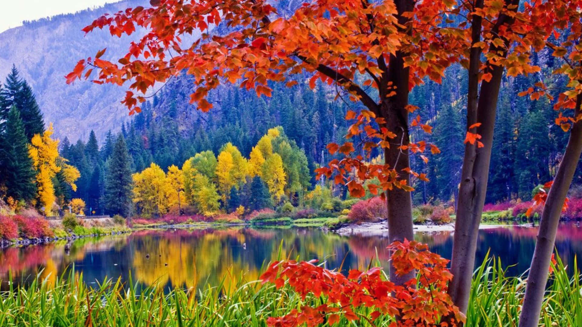 Stunning Fall Foliage Scenery Wallpaper