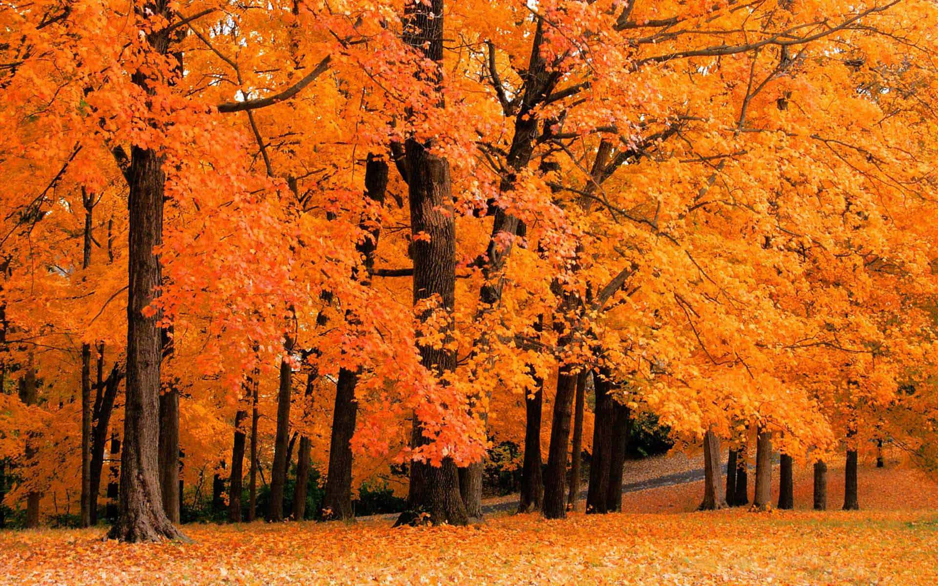 Breathtaking Fall Foliage in a Tranquil Forest Wallpaper