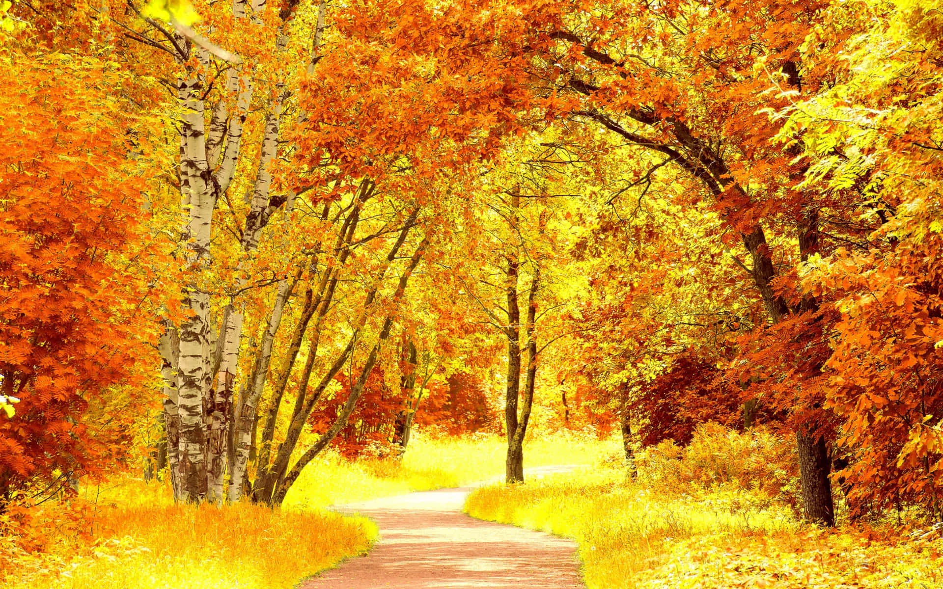 Stunning Fall Foliage Scenery in the Forest Wallpaper