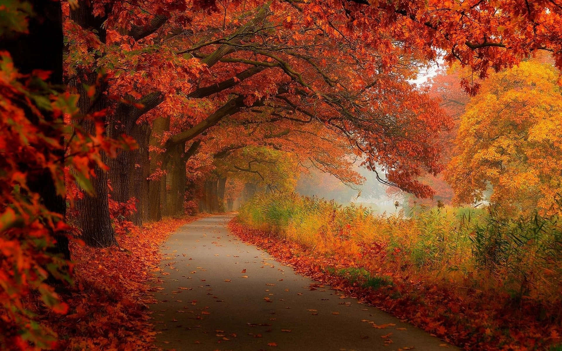Stunning Autumn Foliage in the Forest Wallpaper