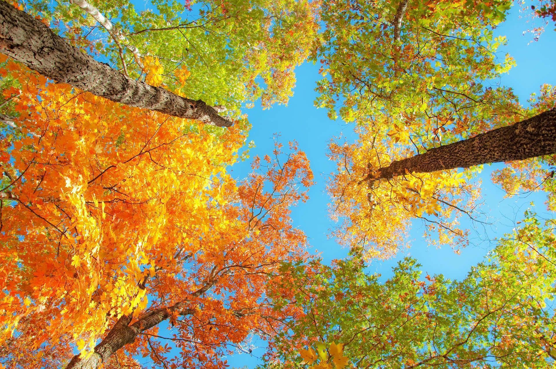 Stunning Fall Foliage Scenery Wallpaper