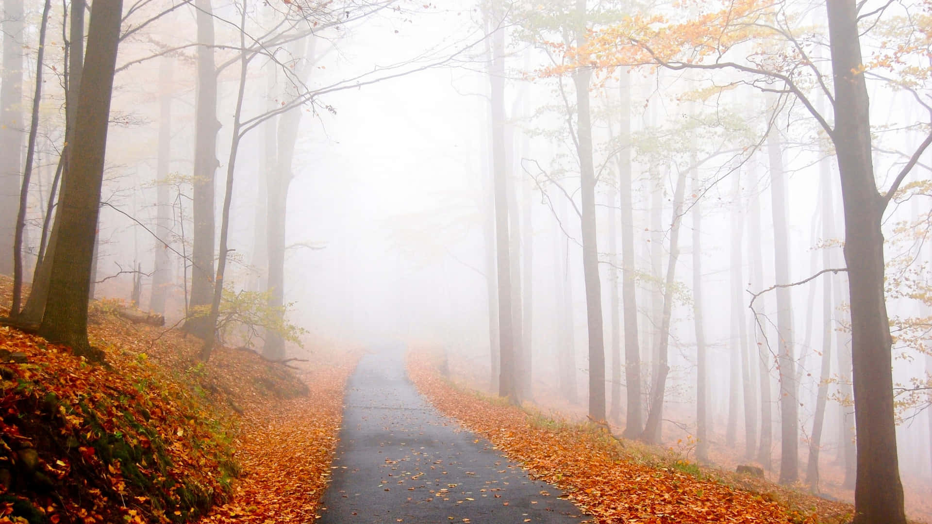 Stunning Fall Foliage in a Serene Autumn Forest Wallpaper