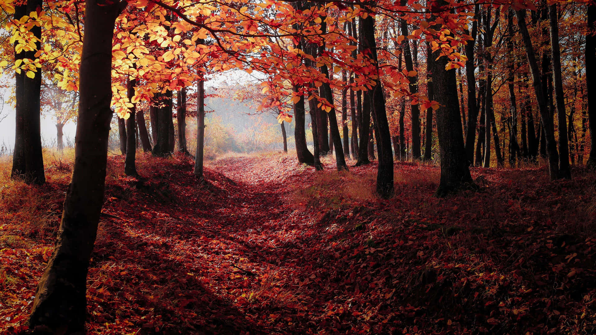 Stunning Fall Foliage in the Forest Wallpaper