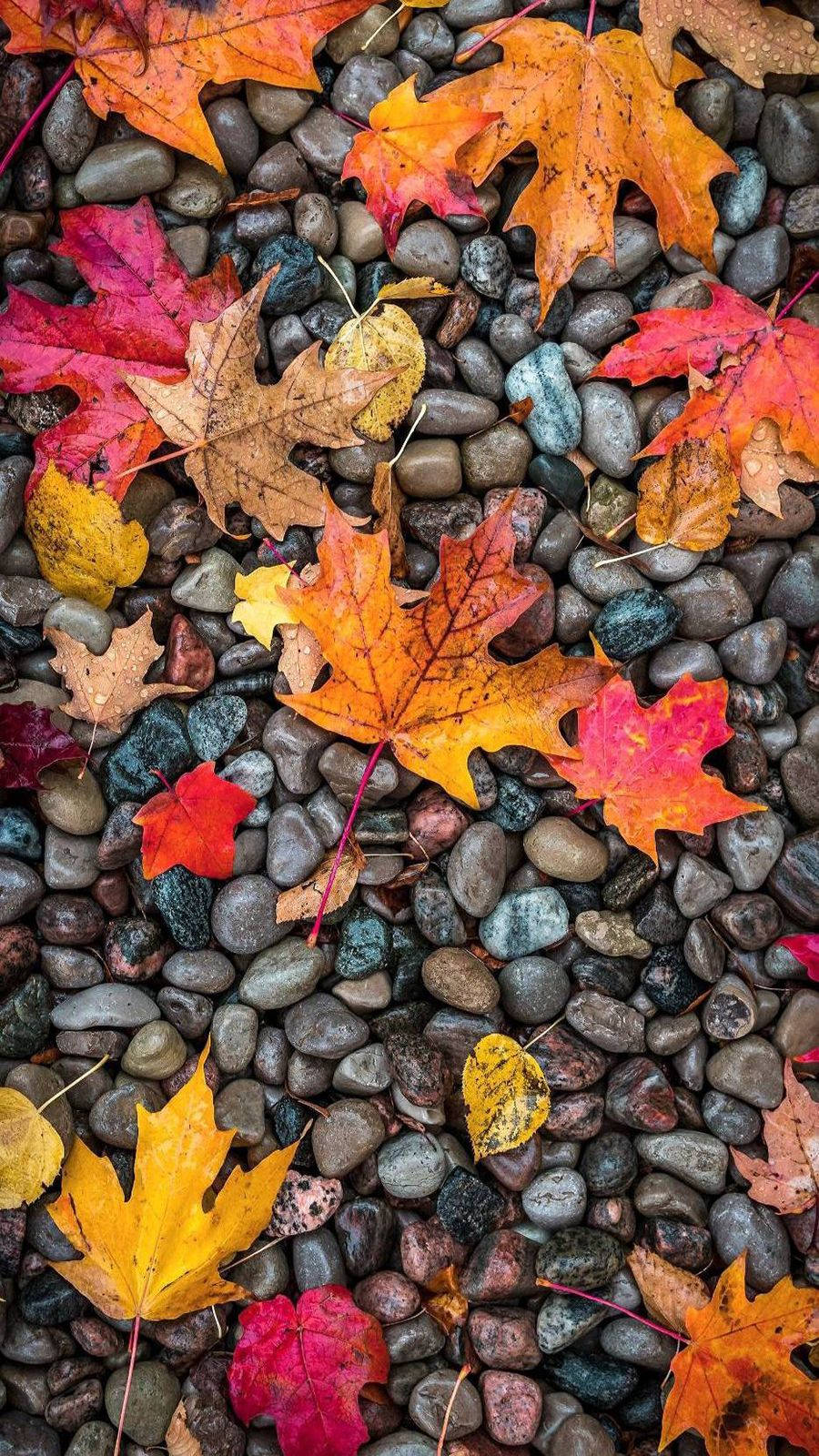 Fall Foliage On Pebbles OnePlus 9R Wallpaper
