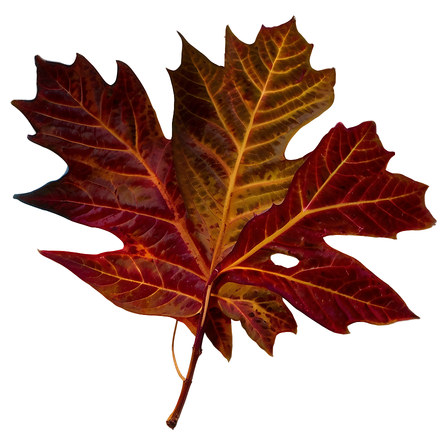 Fall Foliage Png 65 PNG