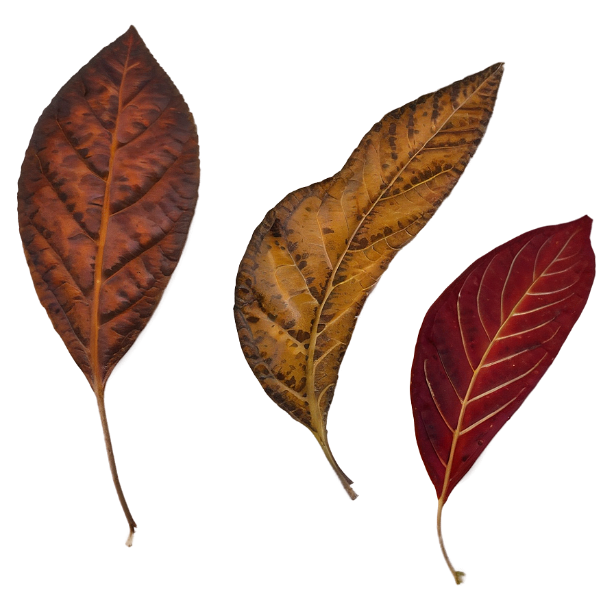 Fall Foliage Png Kub PNG