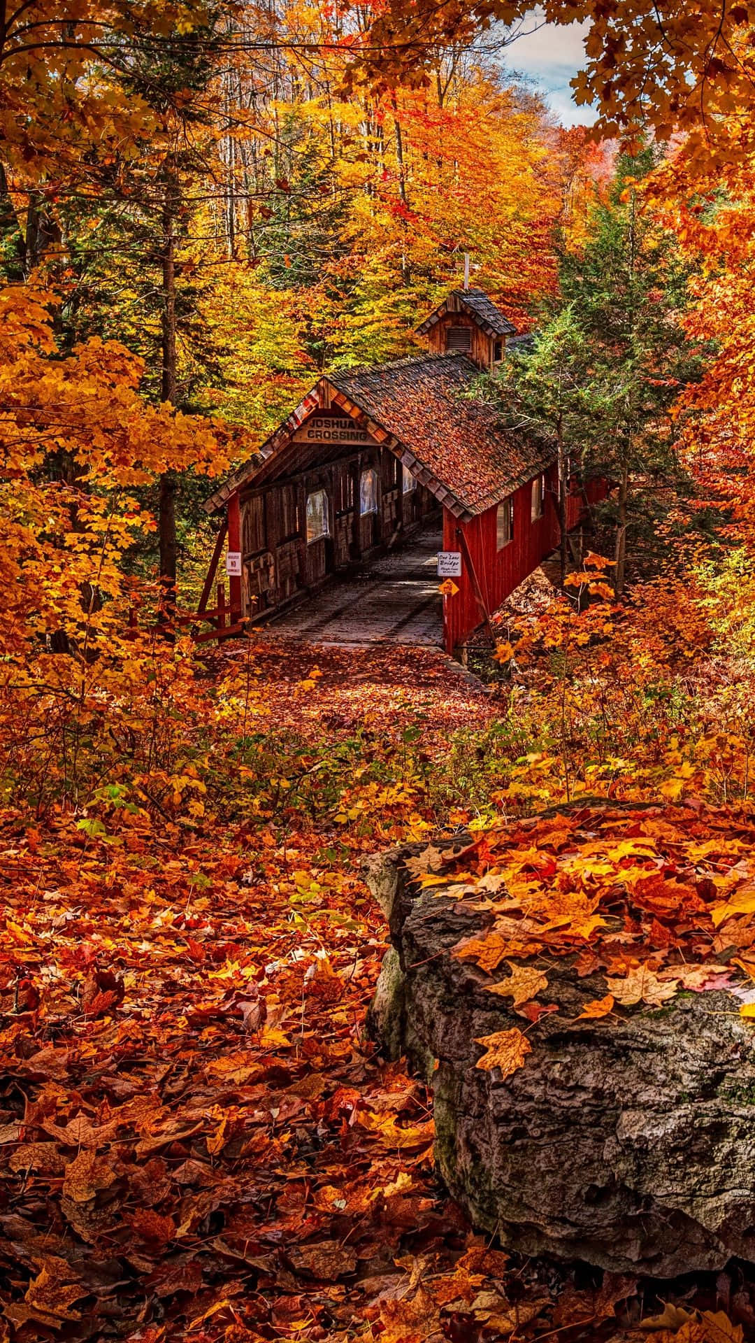Serene Fall Forest Wallpaper