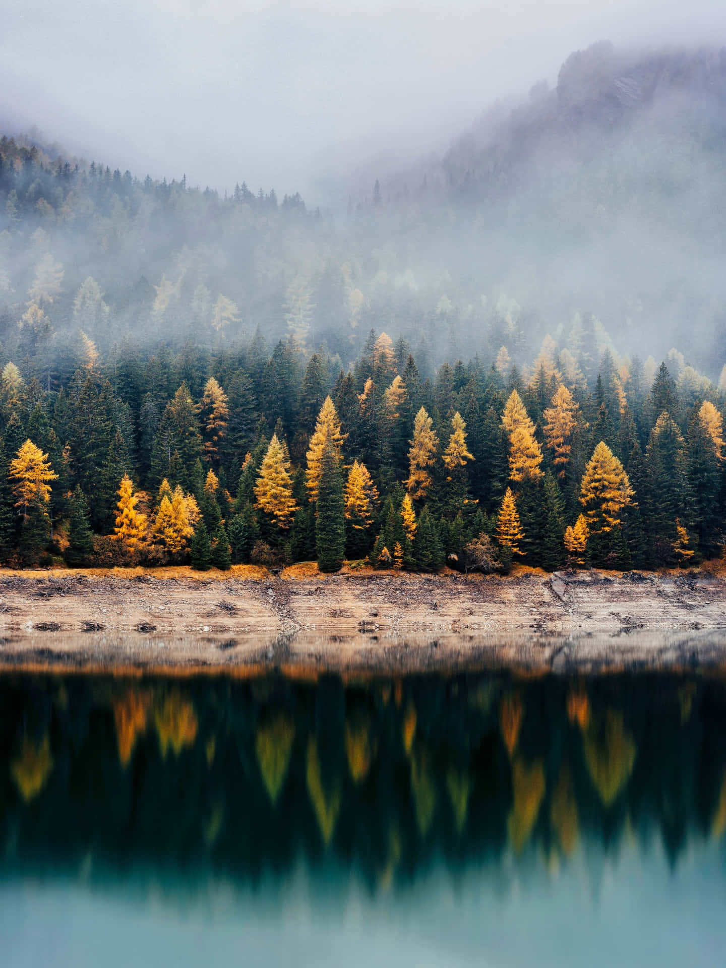 Golden Fall Forest Scenery Wallpaper
