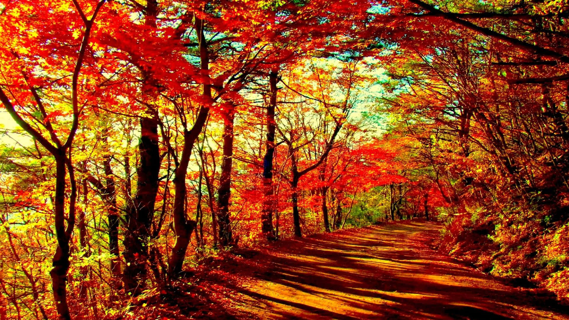 Enchanting fall forest with vibrant colors and sunlight streaming through trees Wallpaper