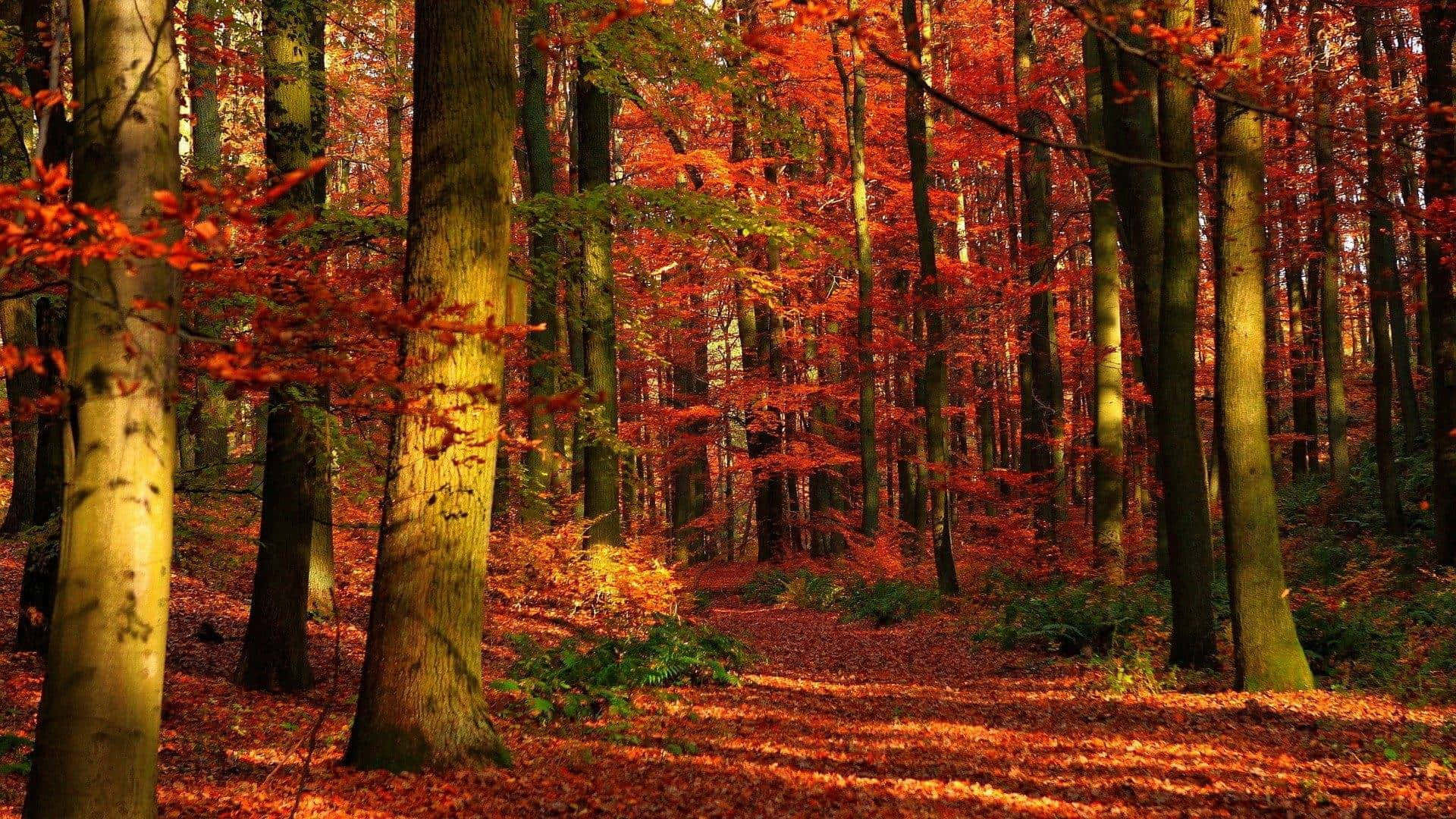 Enchanting Fall Forest in Full Color Wallpaper