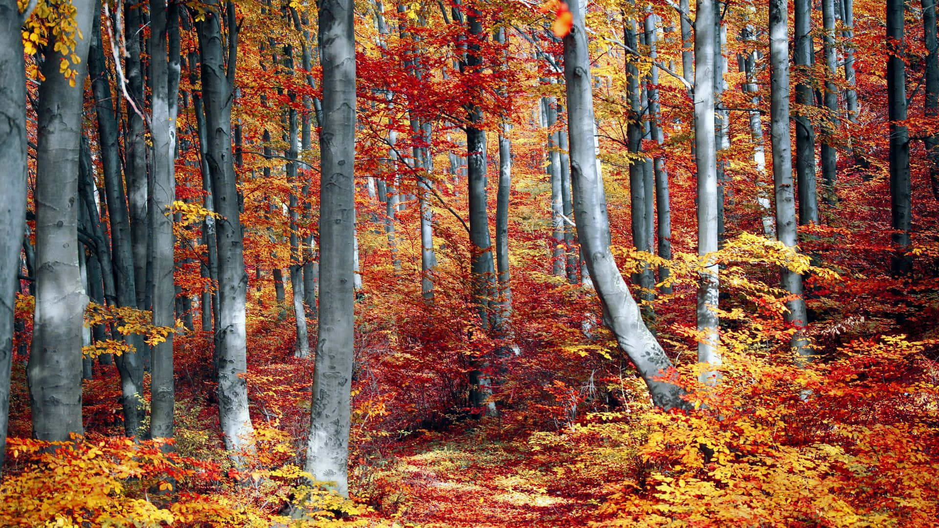 Serene Fall Forest Scenery Wallpaper
