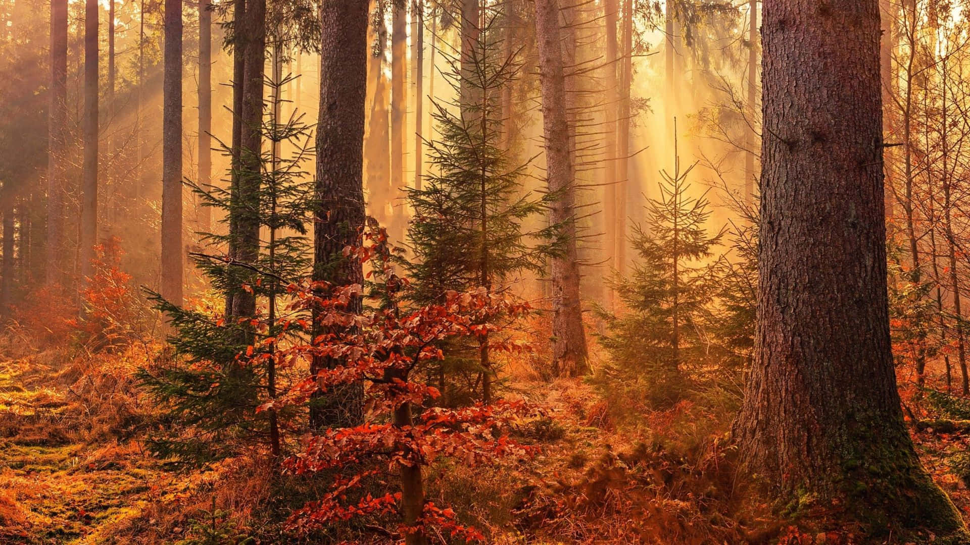 Vibrant Fall Forest Scene Wallpaper