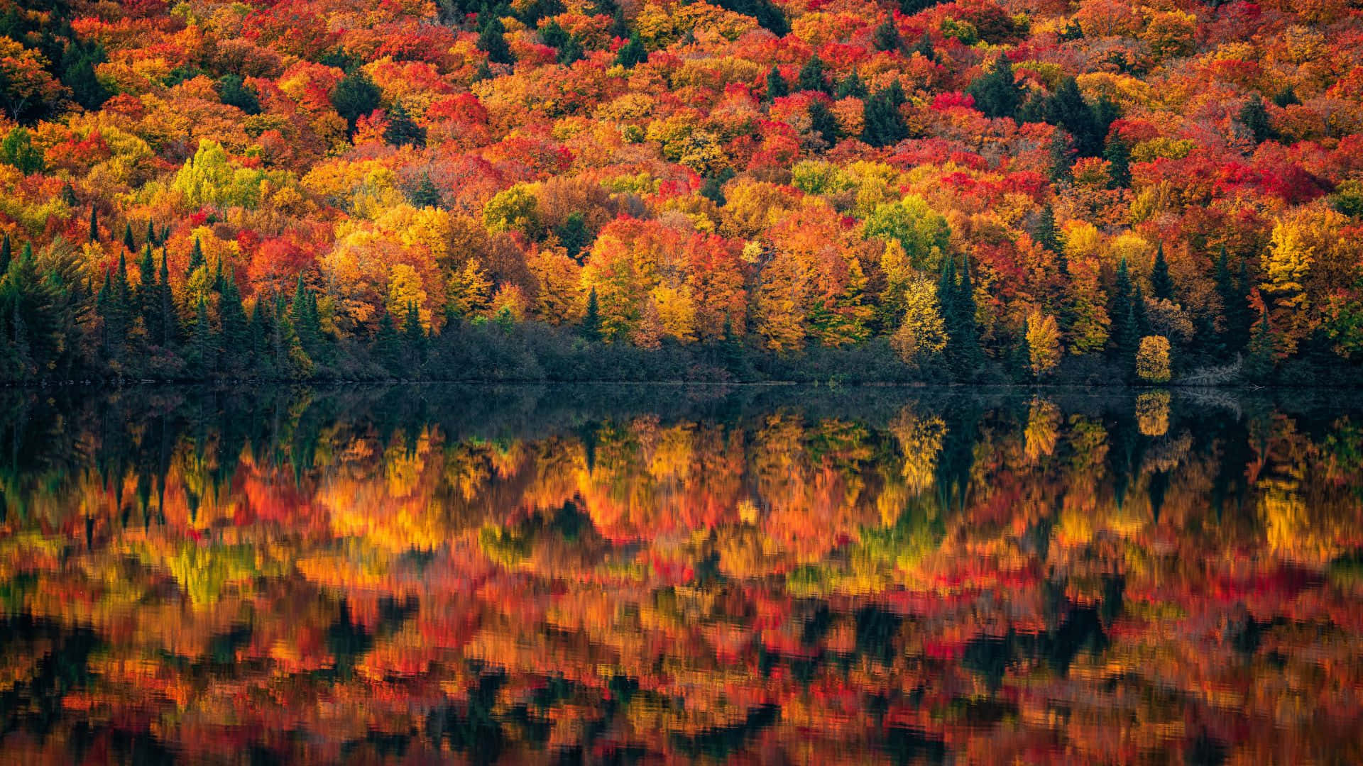 Serene Fall Forest Scene Wallpaper
