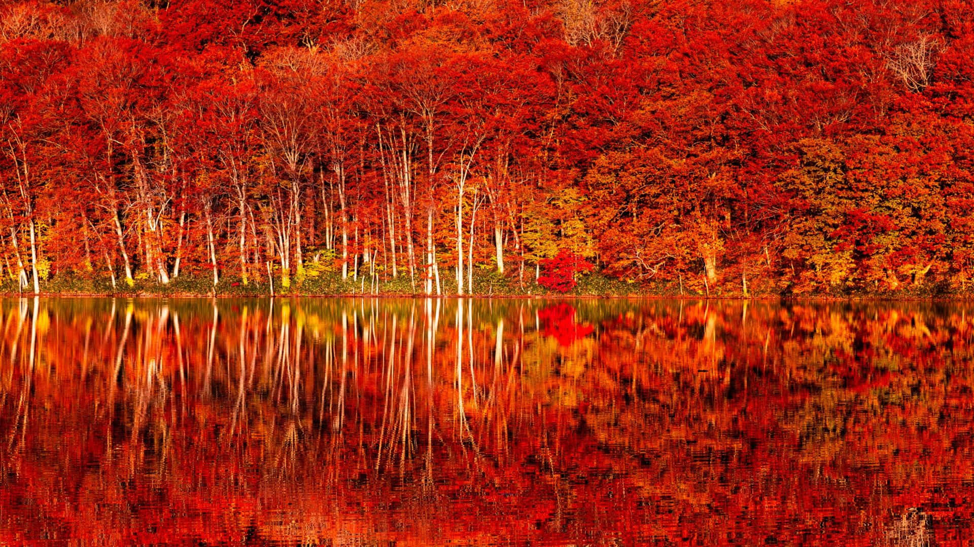 Caption: Serene Fall Forest Scenery Wallpaper
