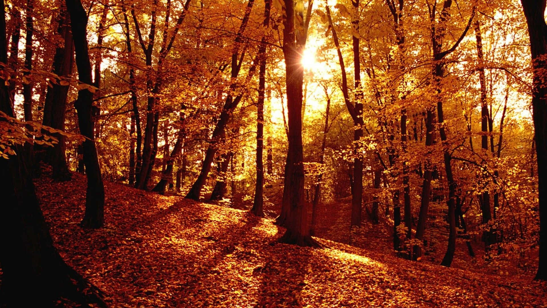 Serene Fall Forest Scene Wallpaper