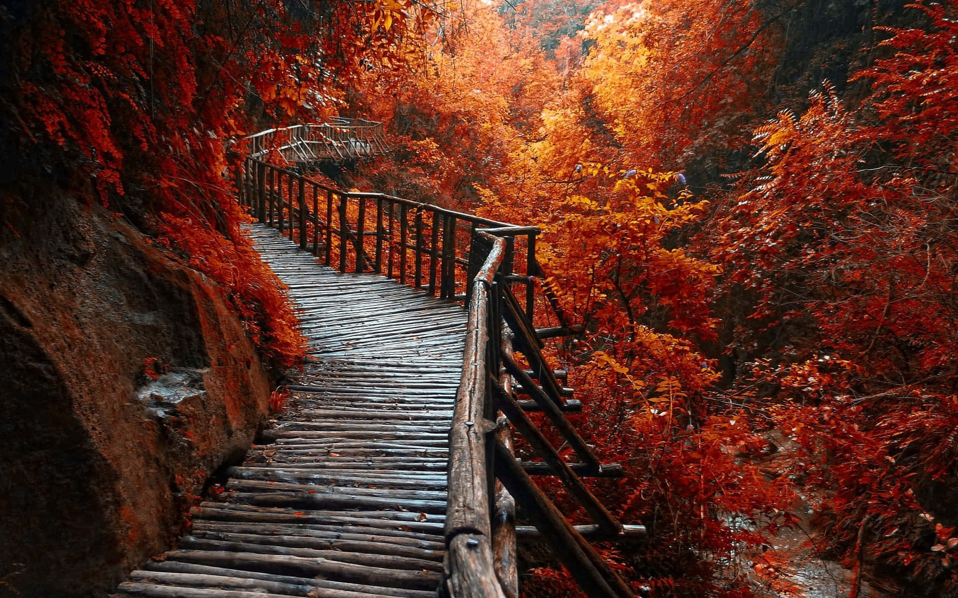 Majestic Fall Forest in Full Color Wallpaper