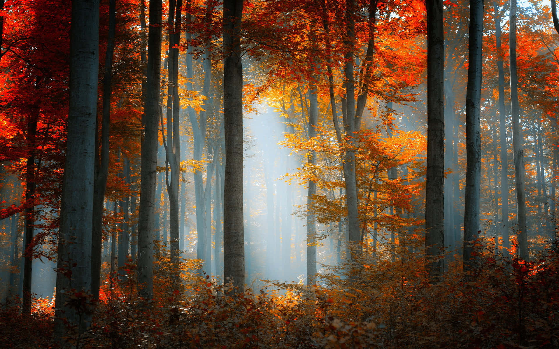 Enchanting Fall Forest - a symphony of colors Wallpaper
