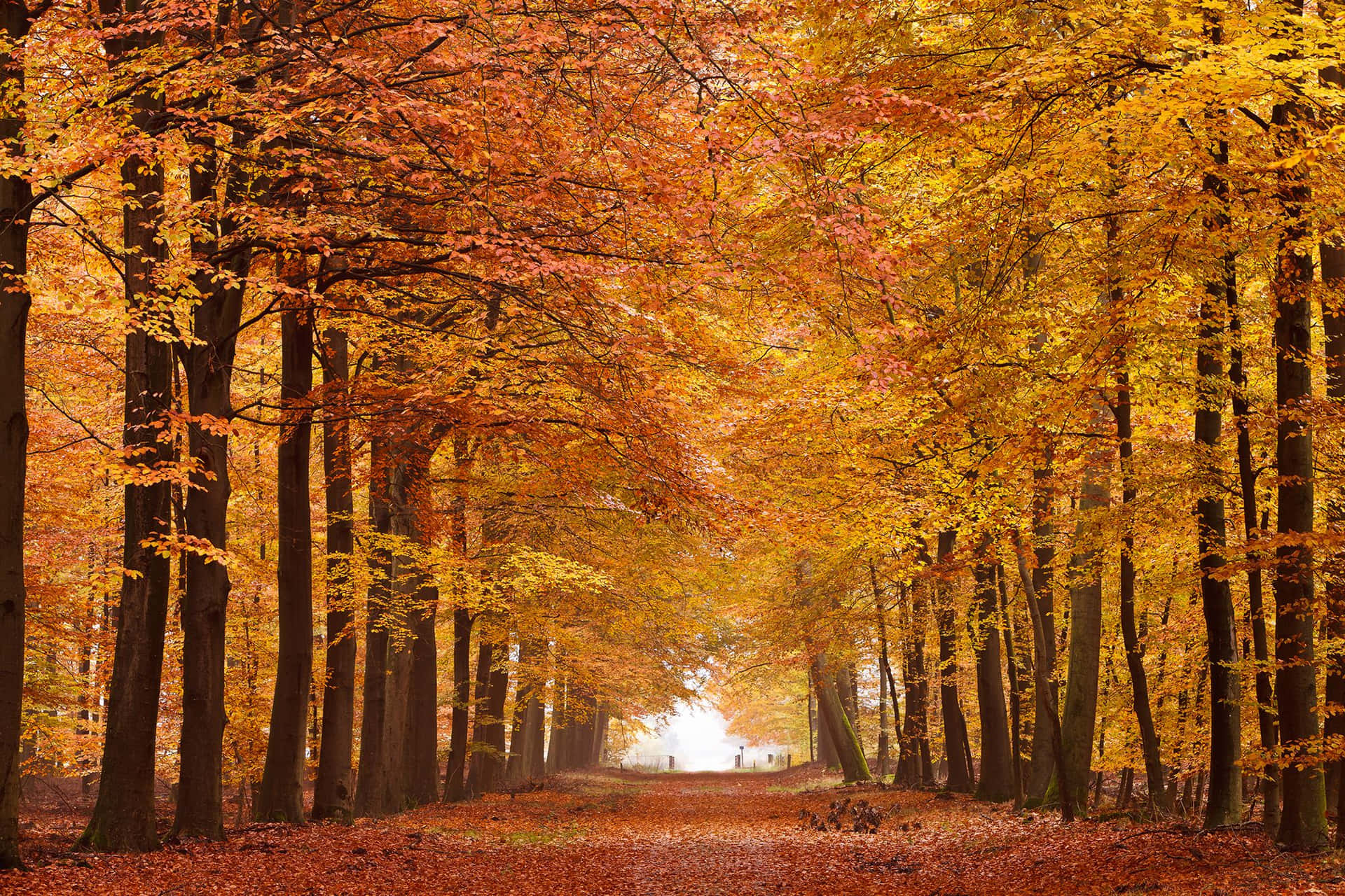 A stunning autumn walk through the vibrant Fall Forest Wallpaper