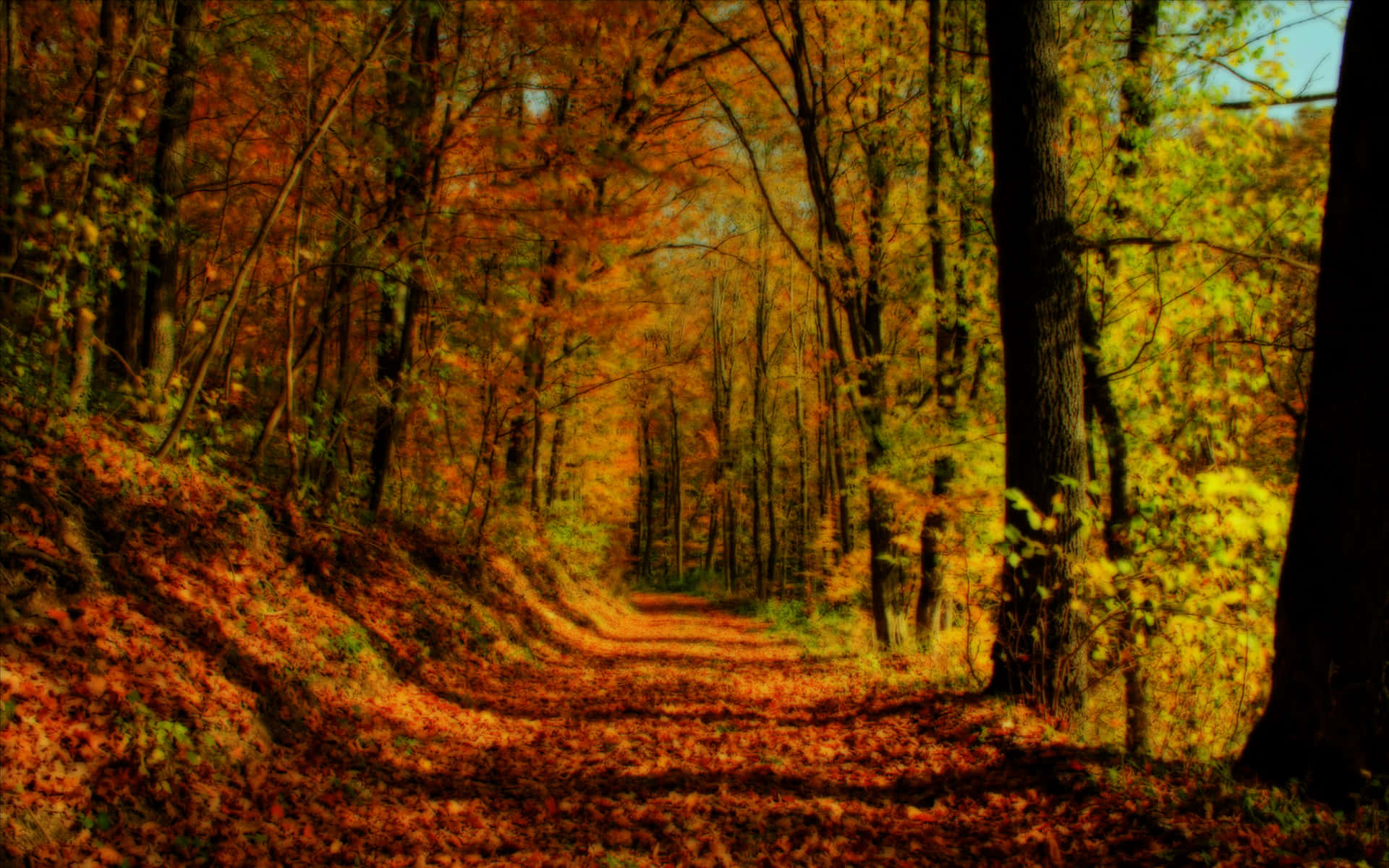 Enchanting Fall Forest Wallpaper